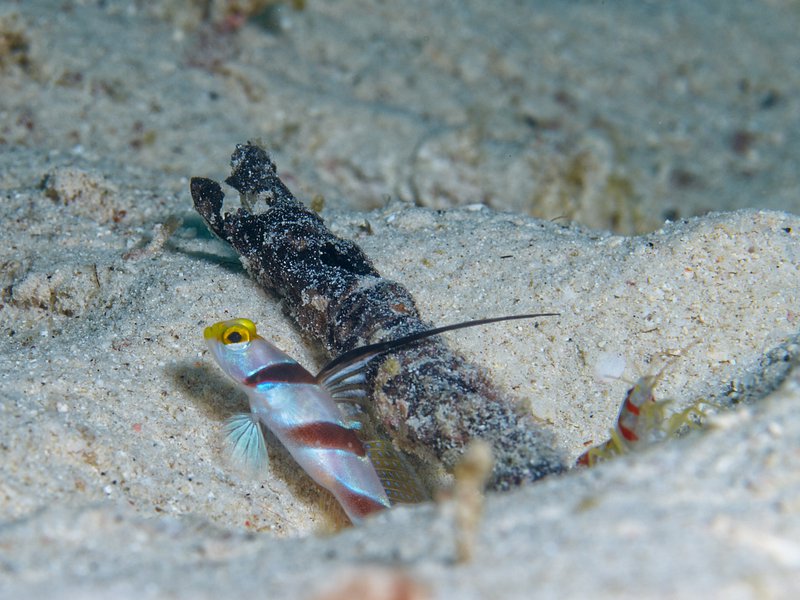 Goby, Commensal Shrimp, House Reef